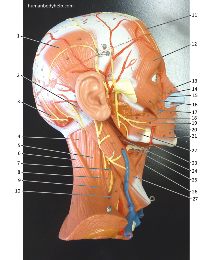 anatomy of the upper torso