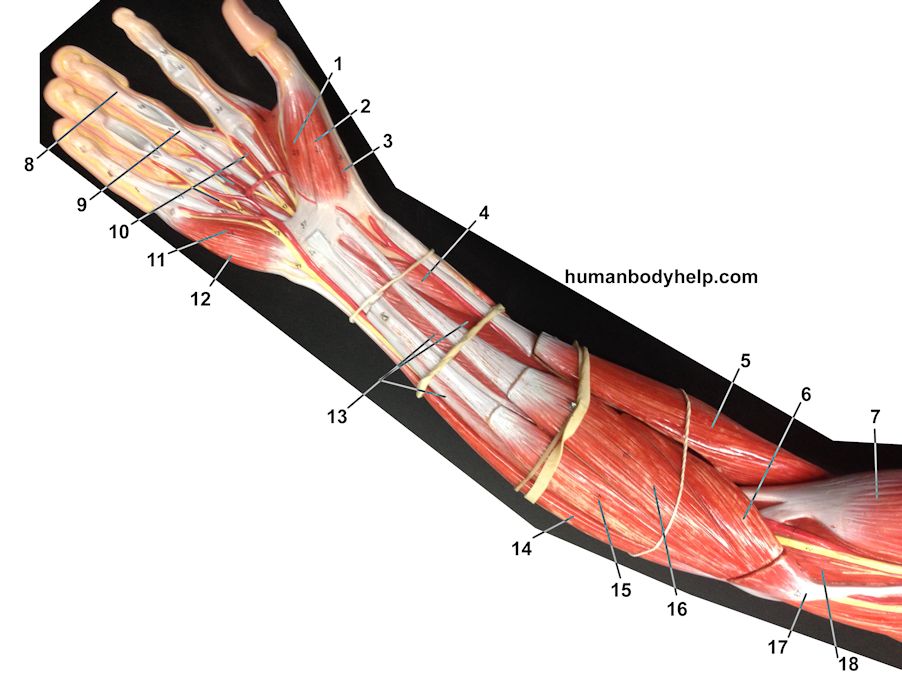 old-muscle-model-anterior-forearm