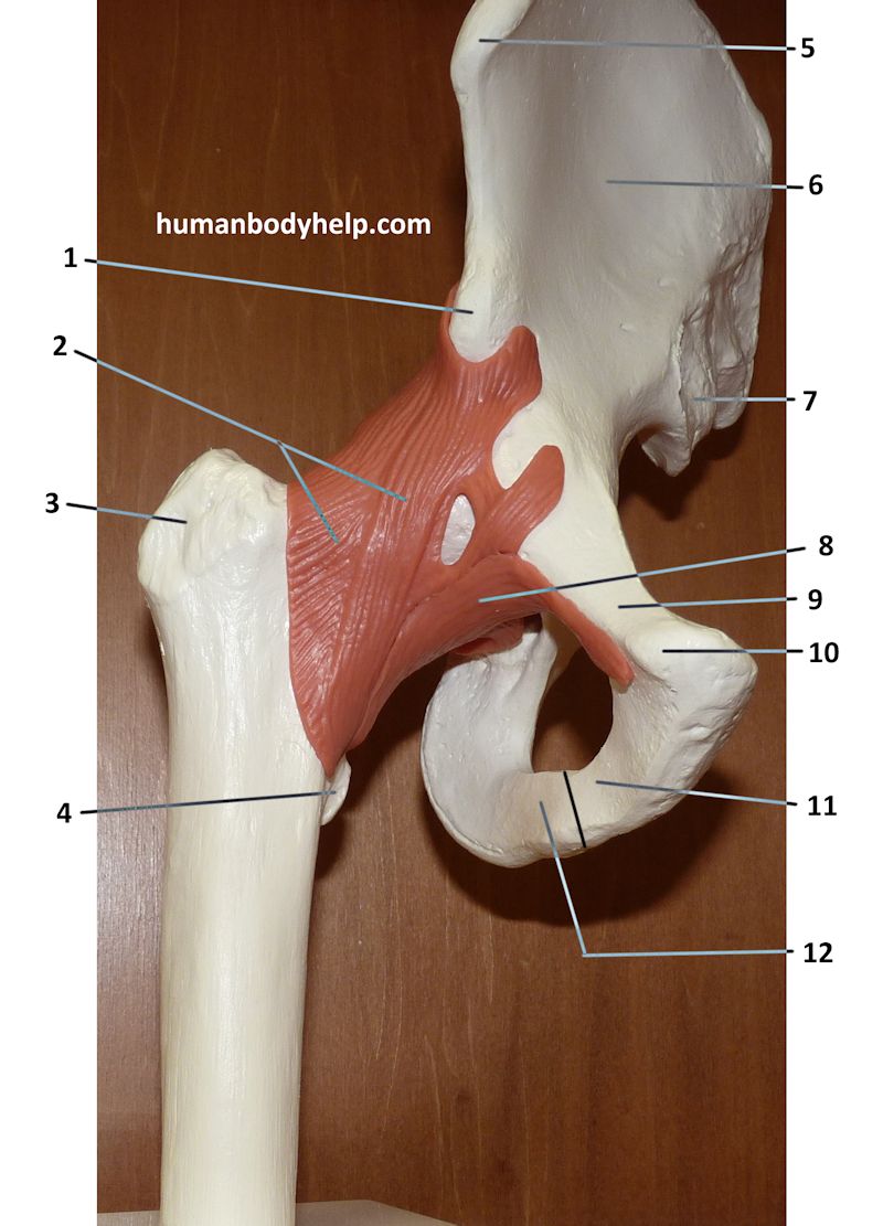 Anterior Hip Joint – Human Body Help