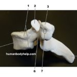 thoracic-vertebra-lateral