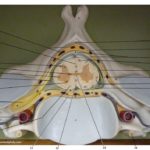 spinal-cord-cross-section-in-cervical-vertebra