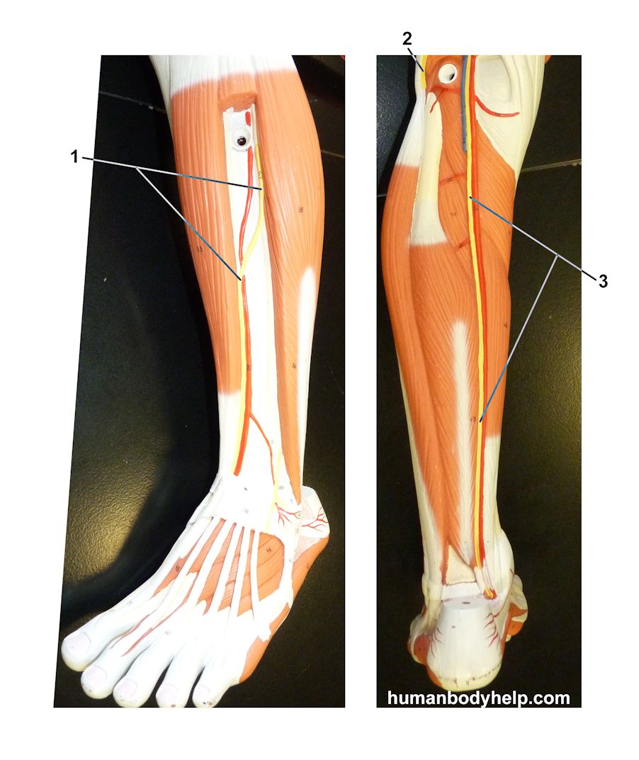 Nerves Lower Extremity Leg – Human Body Help