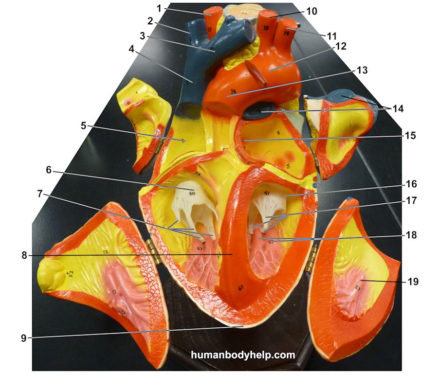 Heart 1 Inside – Human Body Help
