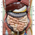 torso-digestive-system-superficial