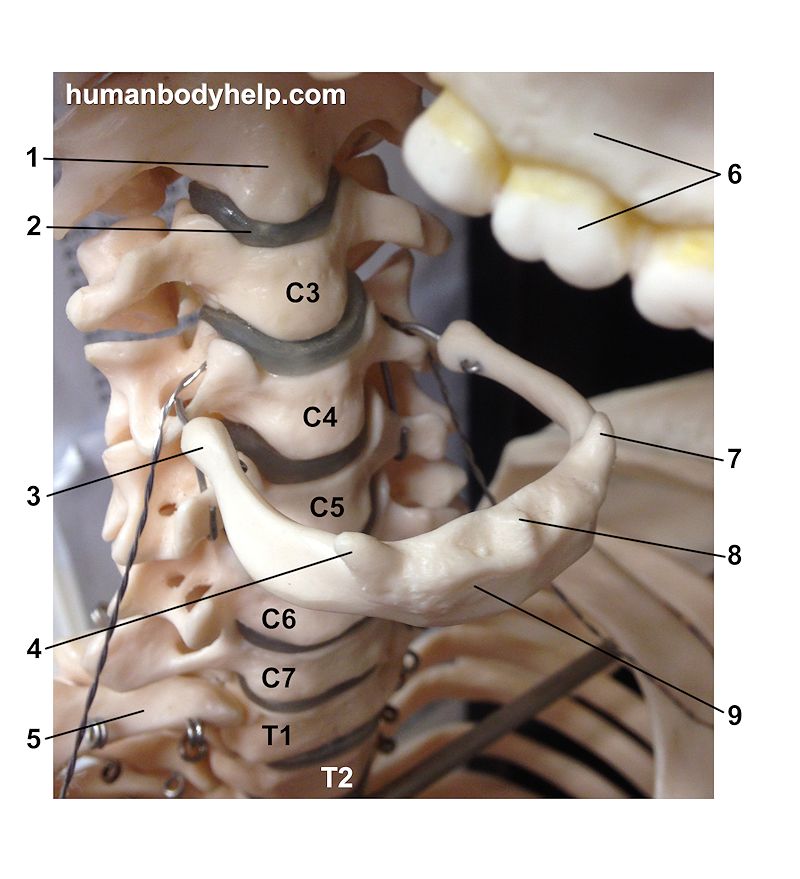 Hyoid Bone â€“ Human Body Help