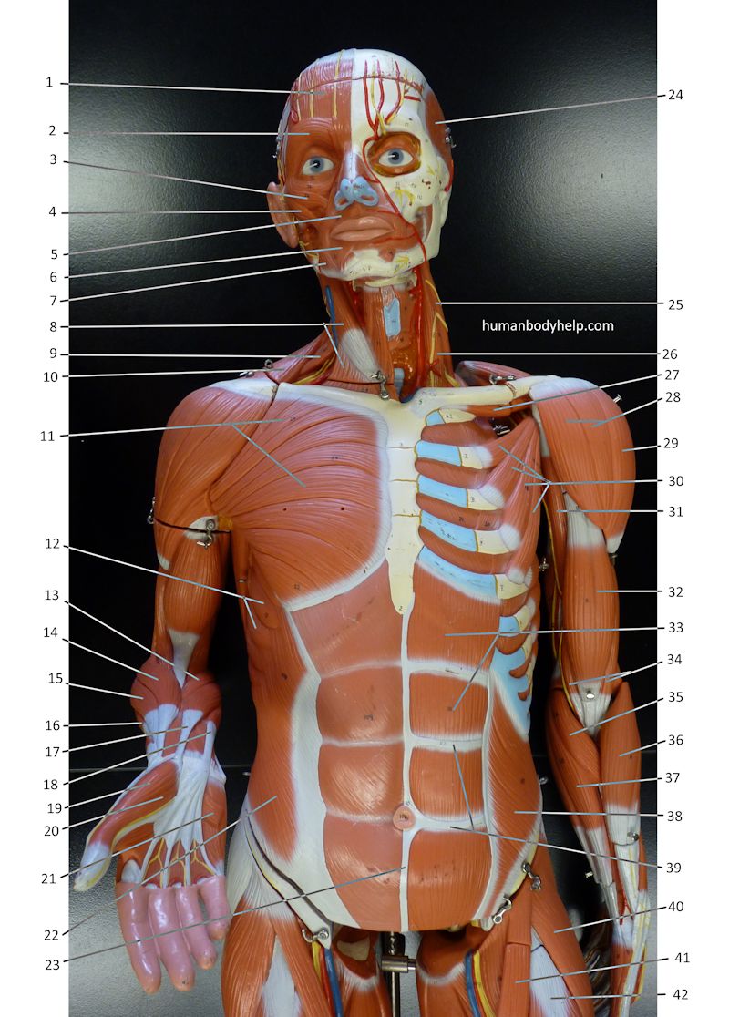 Large Muscle Model (anterior, upper) – Human Body Help