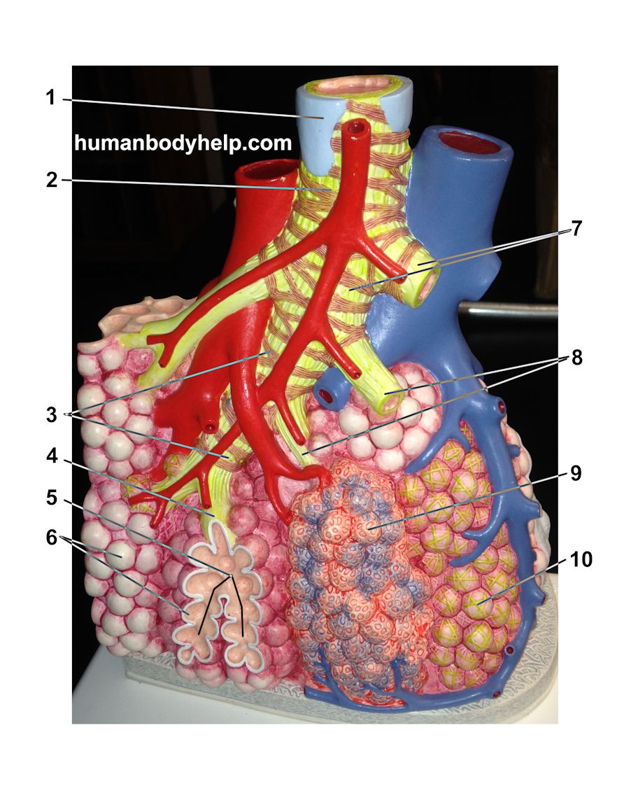 Alveolar Sac Model – Human Body Help