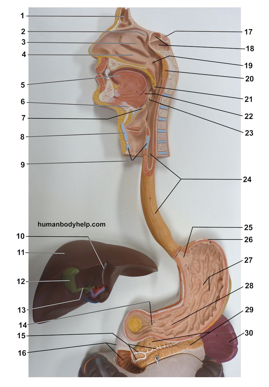 Digestive System Upper – Human Body Help