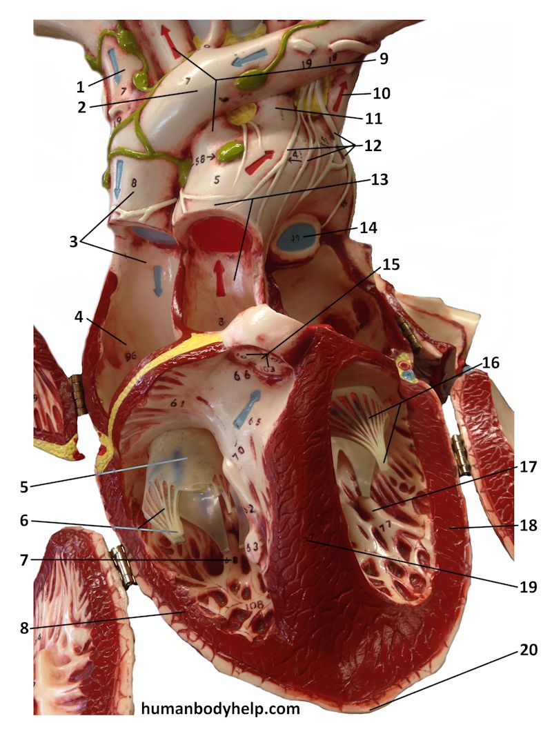 Heart 6 Anterior Open – Human Body Help