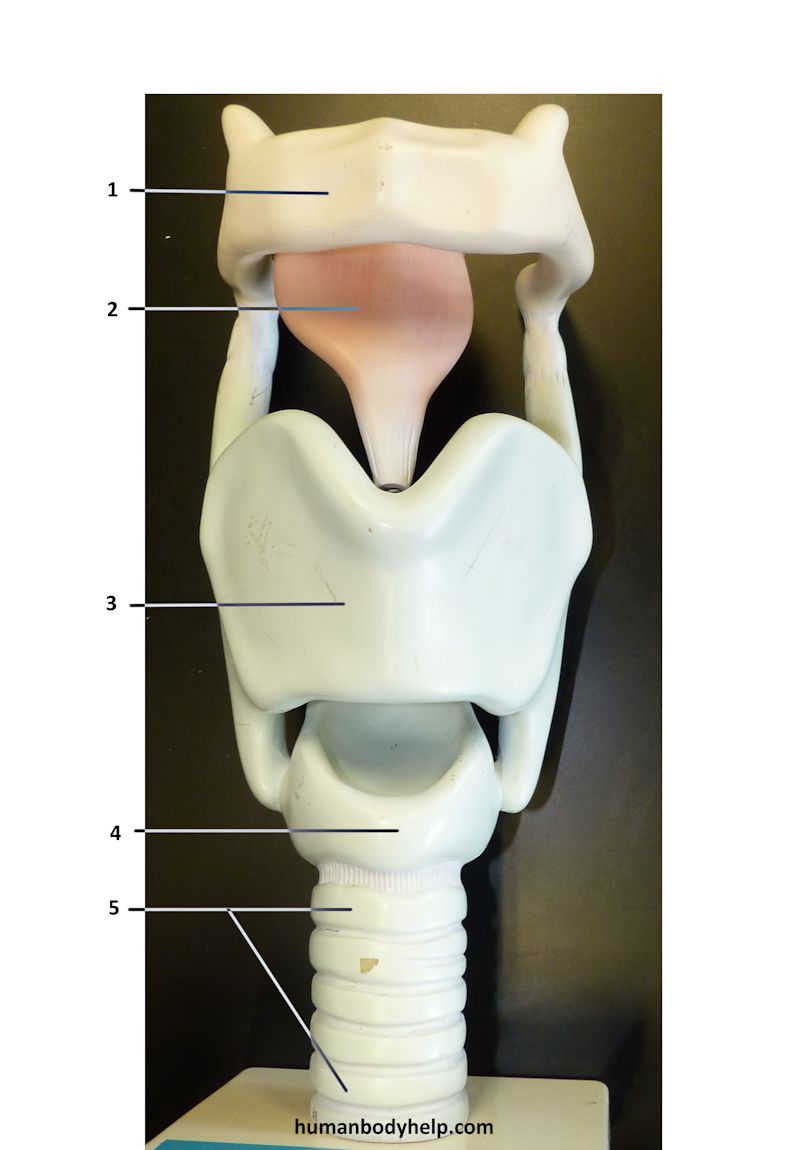 Larynx Anterior – Human Body Help