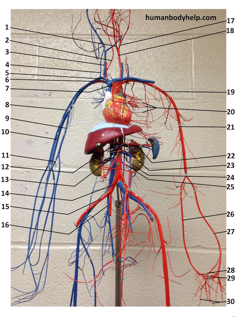 Wire Blood Vessel Model Upper – Human Body Help
