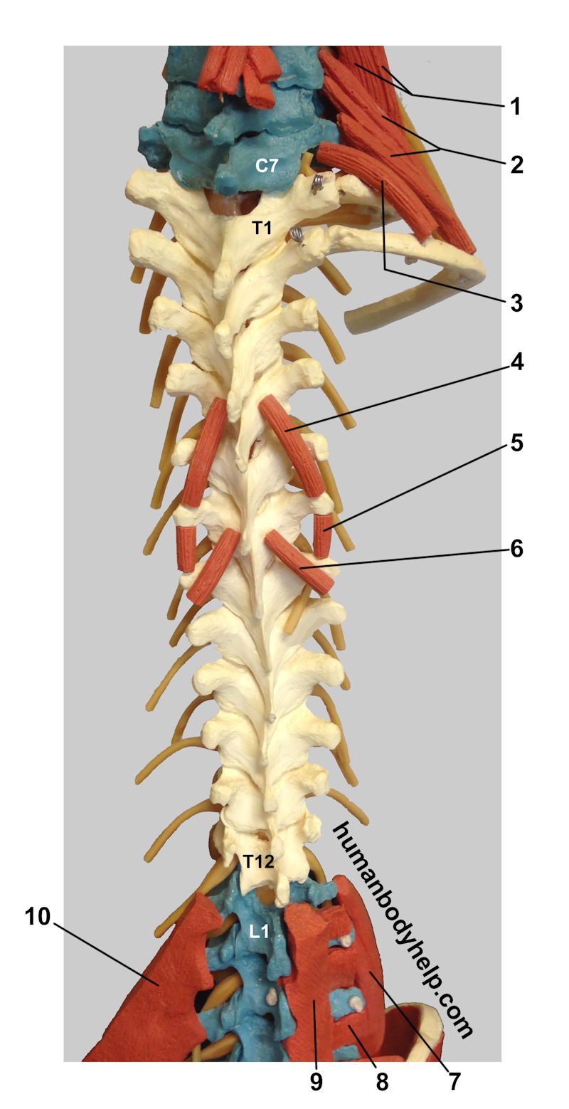 Spine with Muscles (Thoracic) – Human Body Help