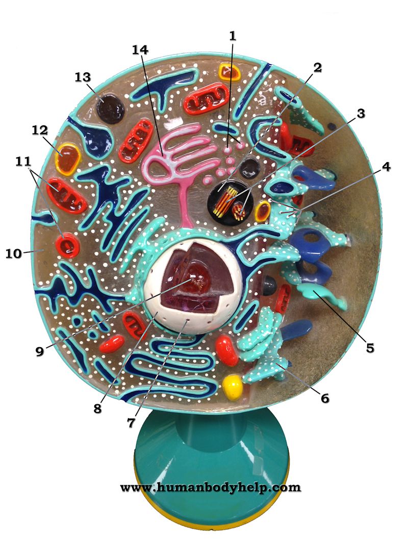 Cell Model Human Body Help