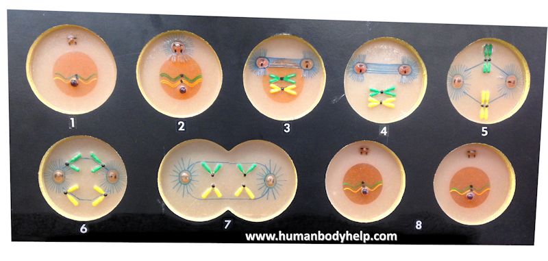 Mitosis Model – Human Body Help
