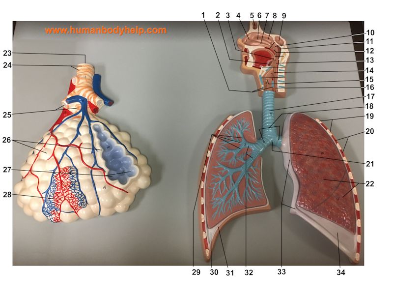 Respiratory Plaque 2 – Human Body Help
